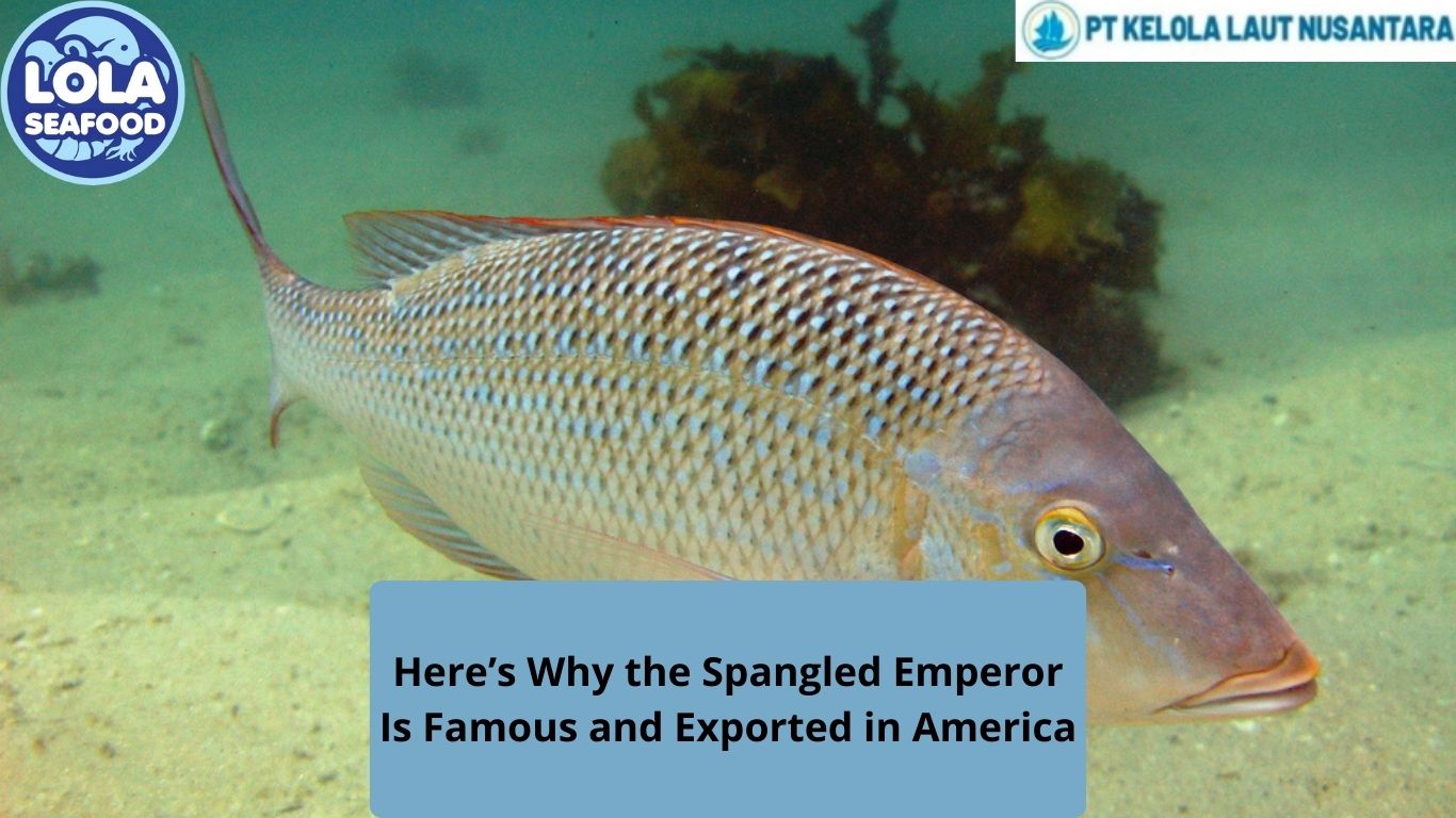 Here’s Why the Spangled Emperor Is Famous and Exported in America